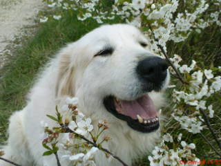 Publication : du Haras de Chante-Neige Auteur : moi