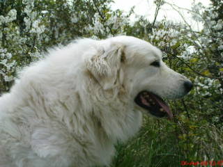 Publication : du Haras de Chante-Neige Auteur : moi