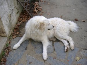 Publication : du Haras de Chante-Neige Auteur : moi