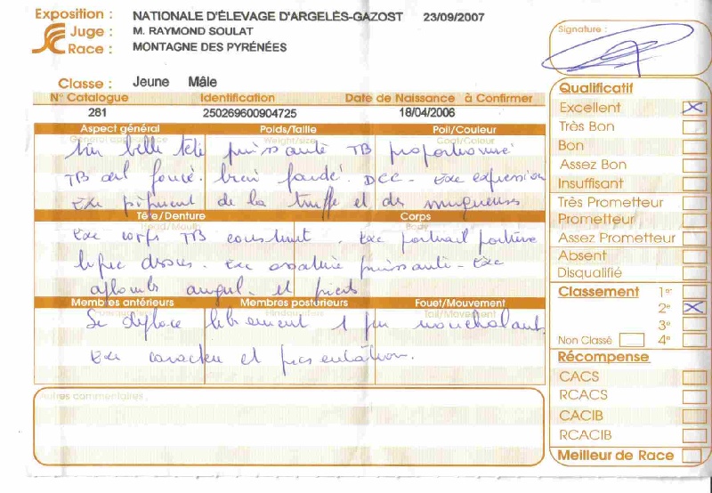 Belami du Haras de Chante-Neige - 2ème EXCELLENT classe jeune mâle