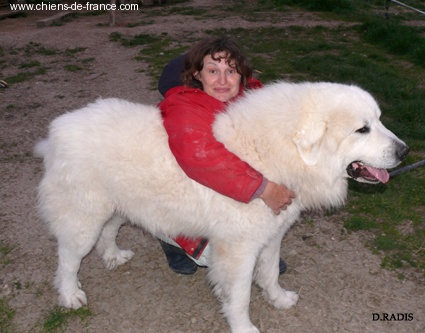 Belami du Haras de Chante-Neige - 1er Très bon ( confirmé )classe Jeune mâle