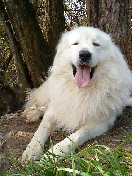 Chinouk du Haras de Chante-Neige - Premier prix d'excellence +Les trois CAC+ RCACIB
