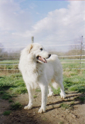 Rêve ii Du duché de savoy - 1ère très bon ( confirmée )