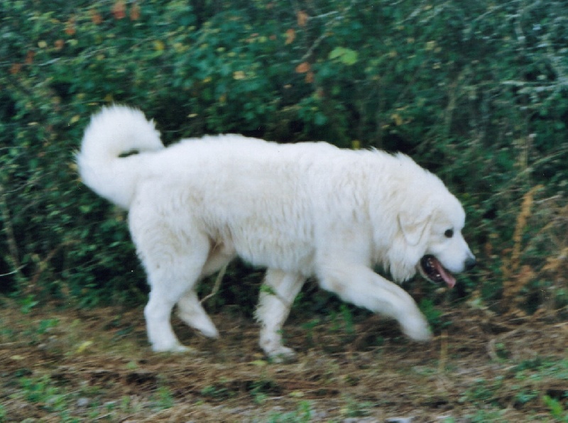 Belami du Haras de Chante-Neige - 20/20