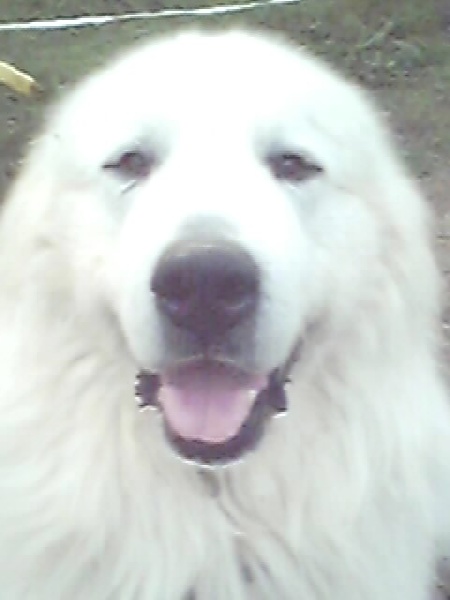 Donaïxti De aresketa - 1er CACS- MEILLEUR DE RACE