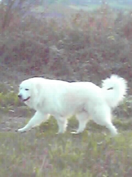 Donaïxti De aresketa - 2ème EXCELLENT RCACS- RCACIB