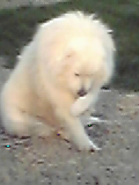 Donaïxti De aresketa - 1er EXCELLENT - CACS - CACIB