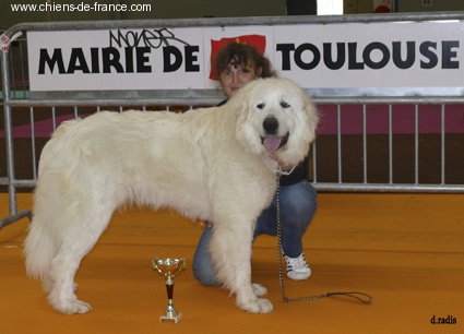 Belle du Haras de Chante-Neige - 2ème EXCELLENT