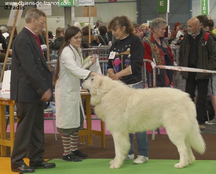 Belami du Haras de Chante-Neige - 3ème EXCELLENT