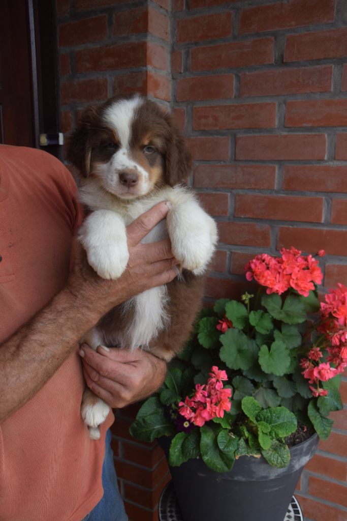 Chiot Berger Australien - CHIOT 3 Des Terres Du Médoc