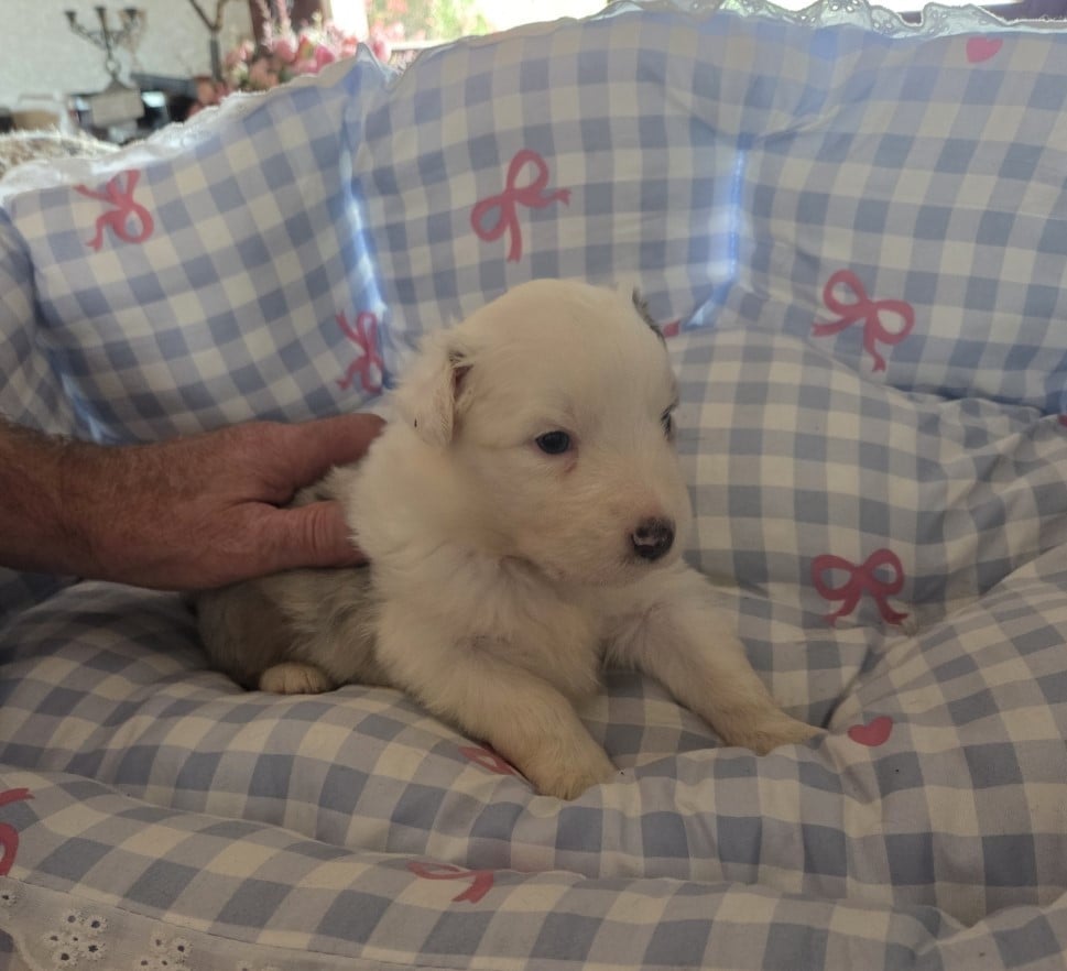 Chiot N°5 BLEU MERLE