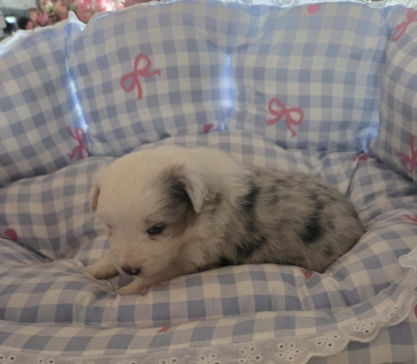 Chiot N°5 BLEU MERLE