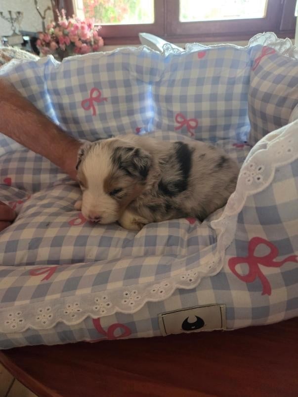 Chiot N°3 BLEU MERLE