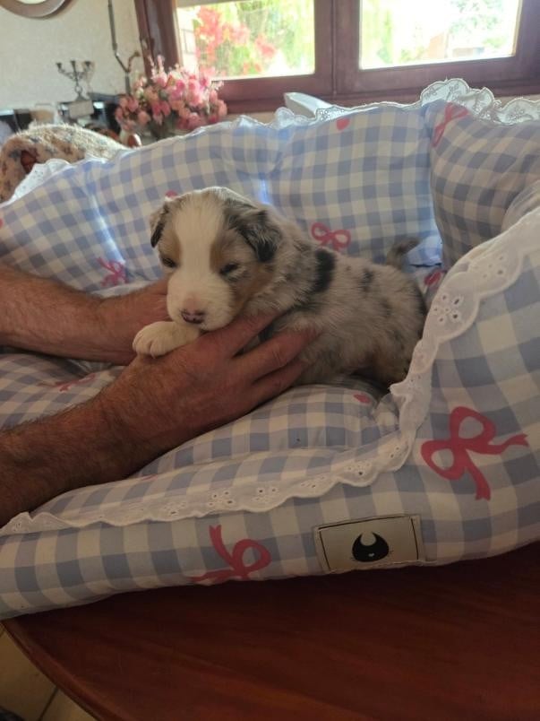 Chiot N°3 BLEU MERLE