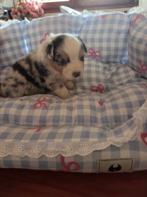 Les chiots de Berger Australien