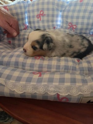 Les chiots de Berger Australien