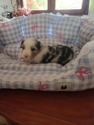 Les chiots de Berger Australien