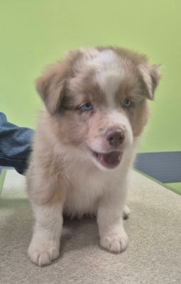 Buddy - Berger Australien