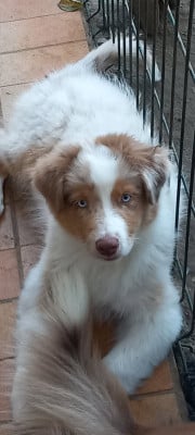 Les chiots de Berger Australien