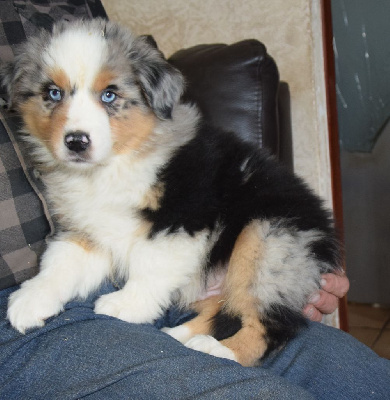 Les chiots de Berger Australien