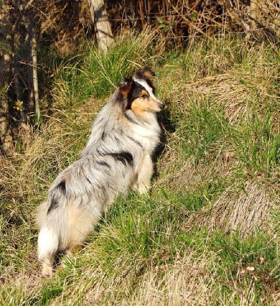 Graphique design du Cap de la Coste