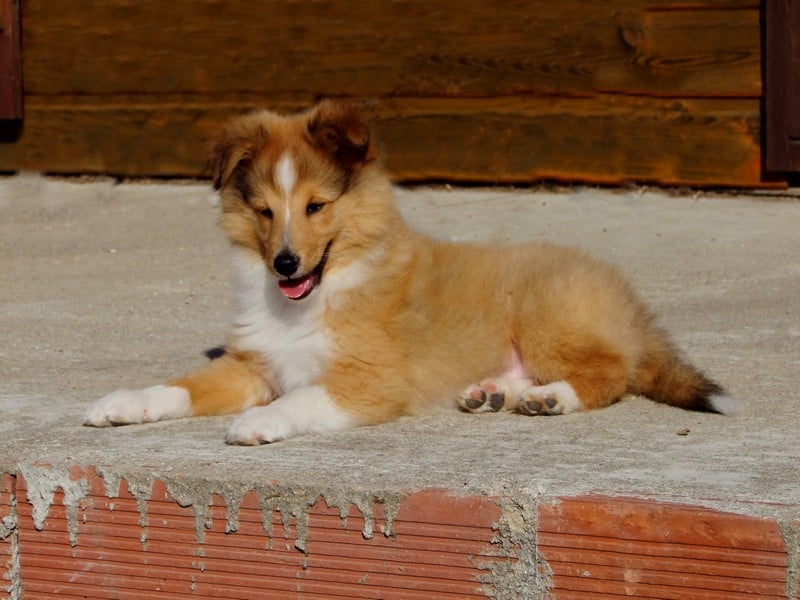 CH. Gimboï du Cap de la Coste