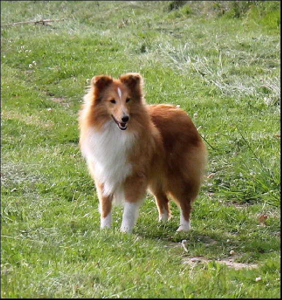 CH. Gimboï du Cap de la Coste