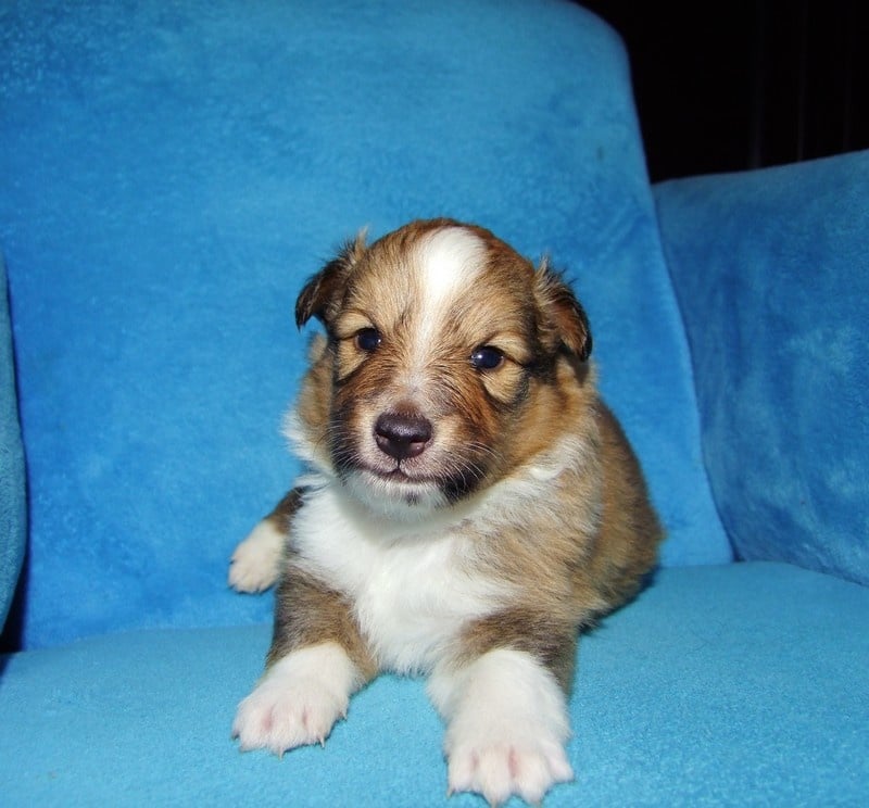 CH. Gimboï du Cap de la Coste