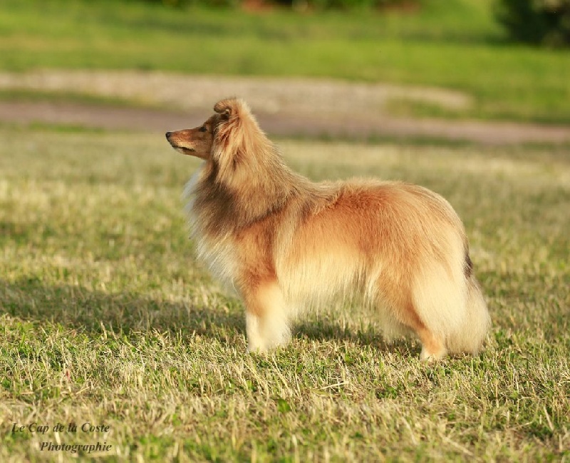 Jade diva du Cap de la Coste