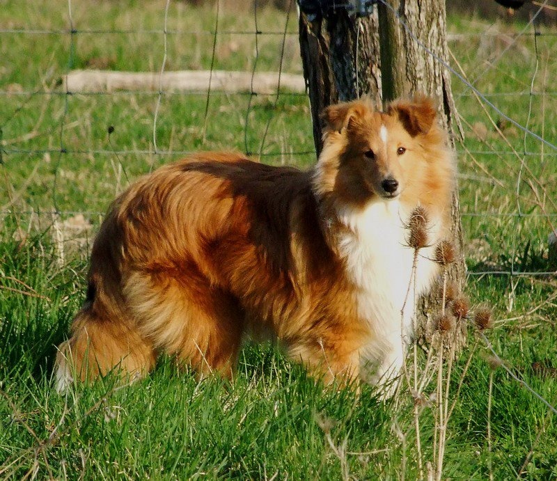 CH. Gimboï du Cap de la Coste