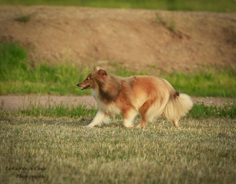 Jade diva du Cap de la Coste