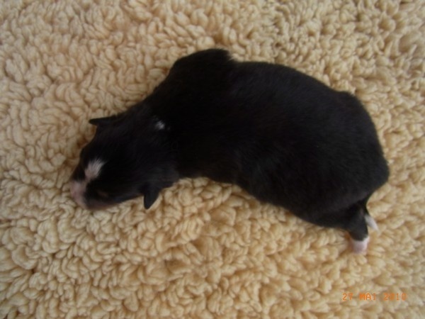 Finca du Cap de la Coste