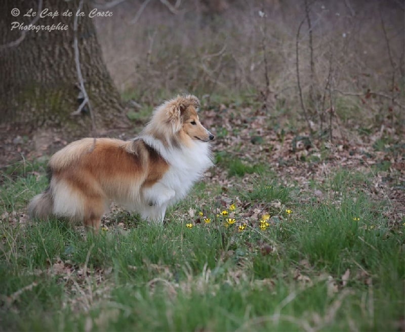 Juju la malice du Cap de la Coste
