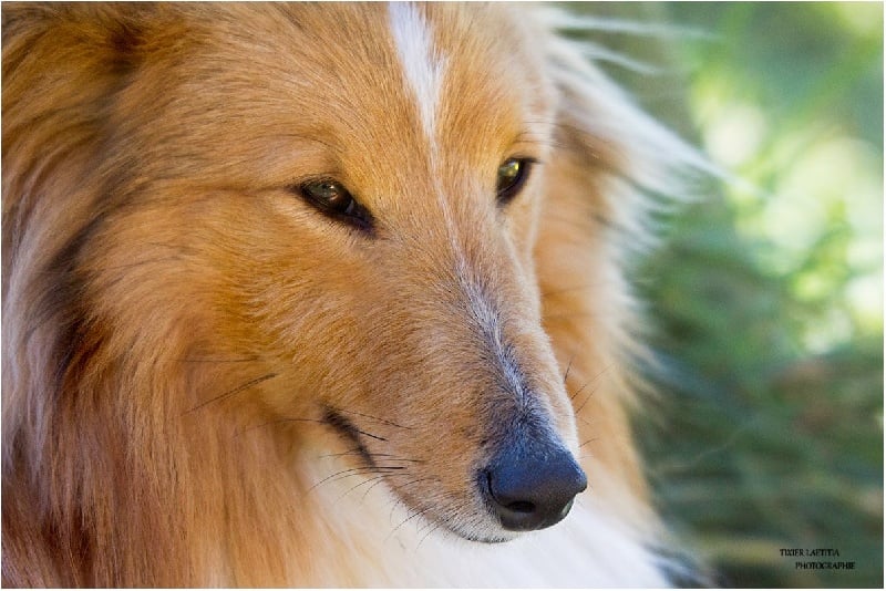 CH. Gimboï du Cap de la Coste