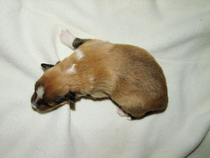 CH. Gimboï du Cap de la Coste