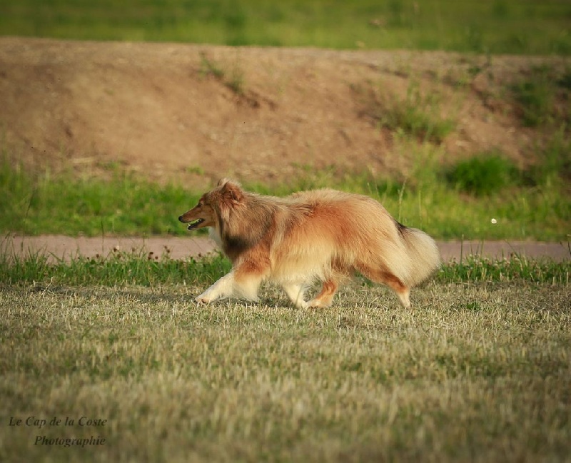 Jade diva du Cap de la Coste