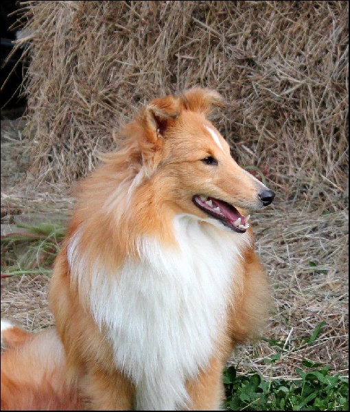 CH. Gimboï du Cap de la Coste