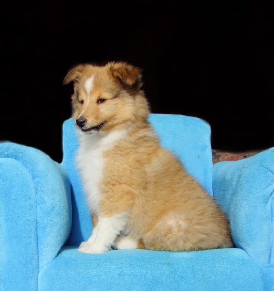 CH. Gimboï du Cap de la Coste