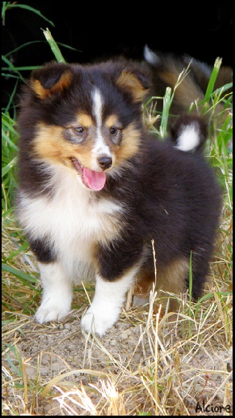 Finca du Cap de la Coste