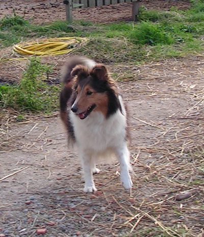 Publication : du Cap de la Coste