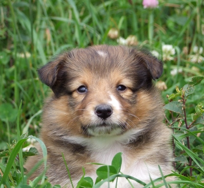 Galejades du Cap de la Coste