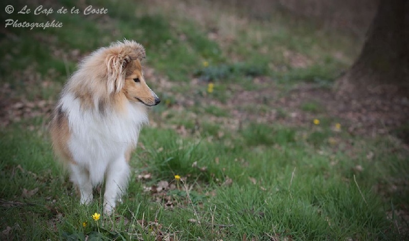 Juju la malice du Cap de la Coste