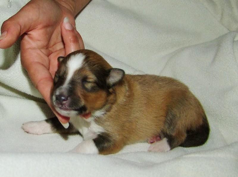 CH. Gimboï du Cap de la Coste