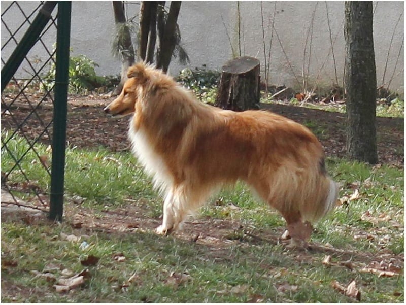 CH. Gimboï du Cap de la Coste