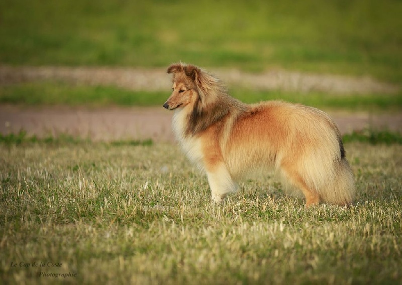 Jade diva du Cap de la Coste