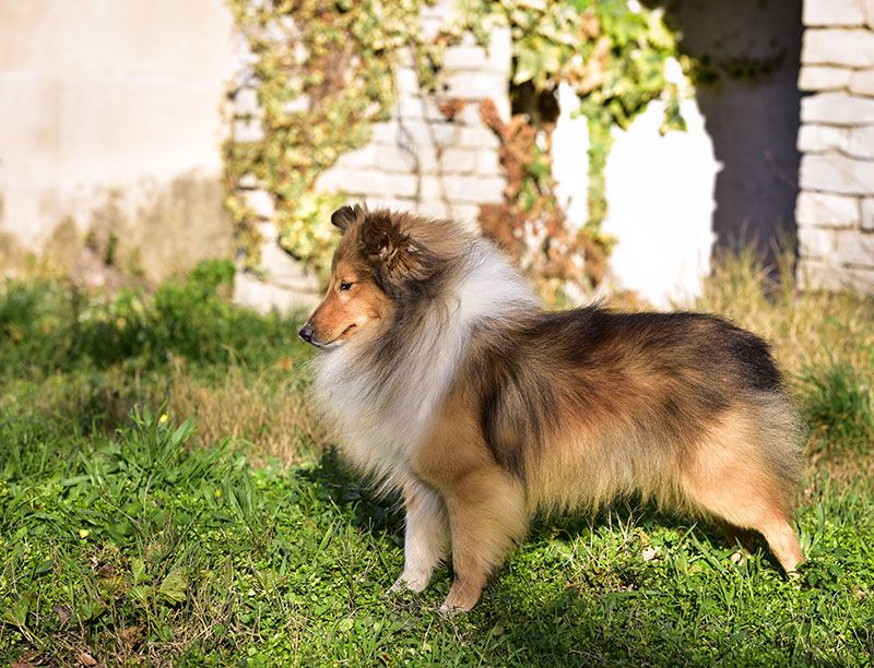 Mac kenzie du Cap de la Coste