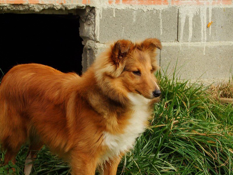 Galejades du Cap de la Coste