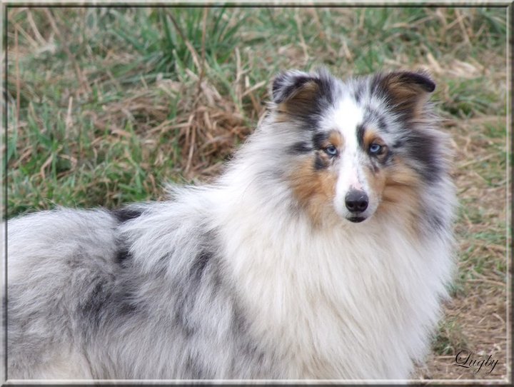 Chien Elevage Du Cap De La Coste Eleveur De Chiens De