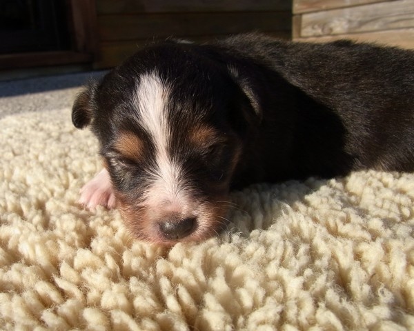 Finca du Cap de la Coste