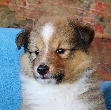 CH. Gimboï du Cap de la Coste